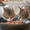 What Can Cats Eat Besides Cat Food?